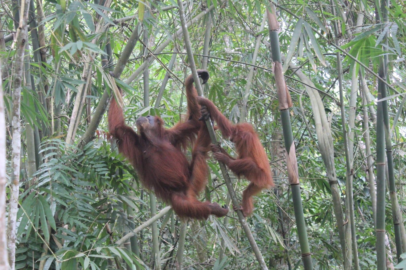 Travelers on a day trip from Medan to Bukit Lawang with a PT Medan Vacations Travel & Tour guide